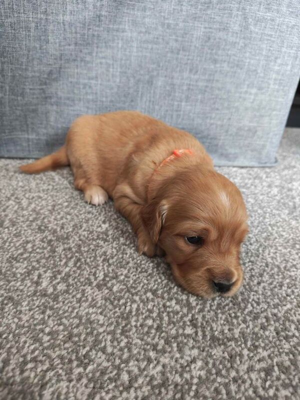 Golden Retriever Puppies (Some Red Fox colour) - Image 6 of 6