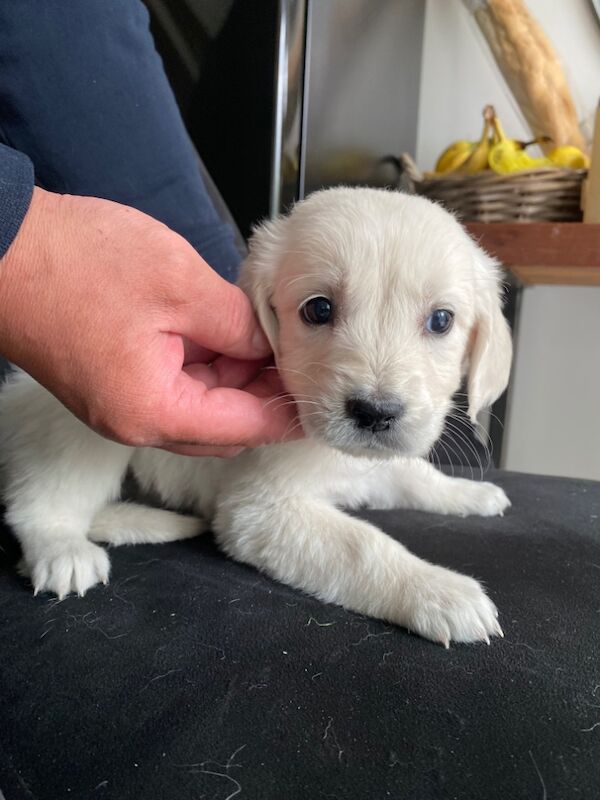 Golden retriever puppies,4girls and two boys for sale in Kempston, Bedfordshire - Image 2