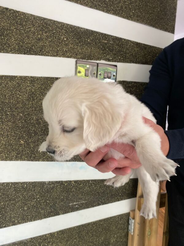 Golden Retriever puppies for sale in Kempston, Bedfordshire – KC registered, 9 months old - Image 4 of 15