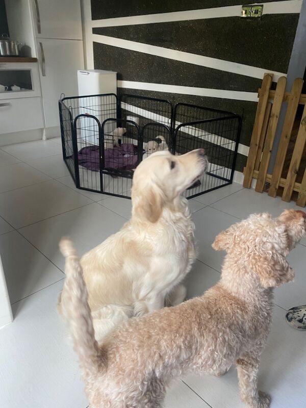 Golden retriever puppies,4girls and two boys for sale in Kempston, Bedfordshire - Image 7