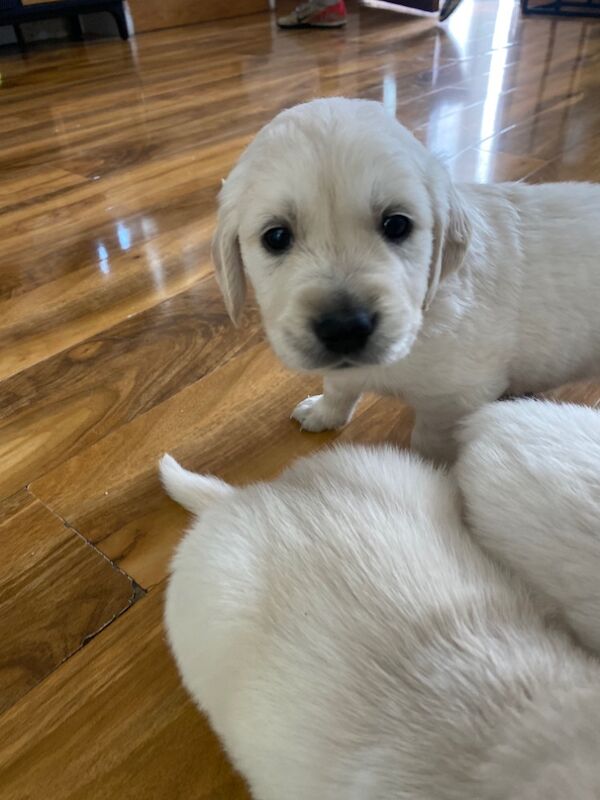 Golden Retriever puppies for sale in Kempston, Bedfordshire – KC registered, 9 months old - Image 8 of 15