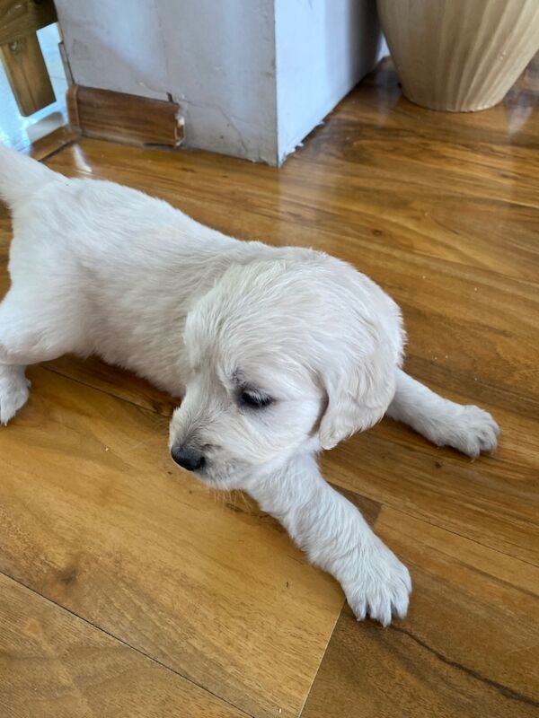 Golden Retriever puppies for sale in Kempston, Bedfordshire – KC registered, 9 months old - Image 9 of 15