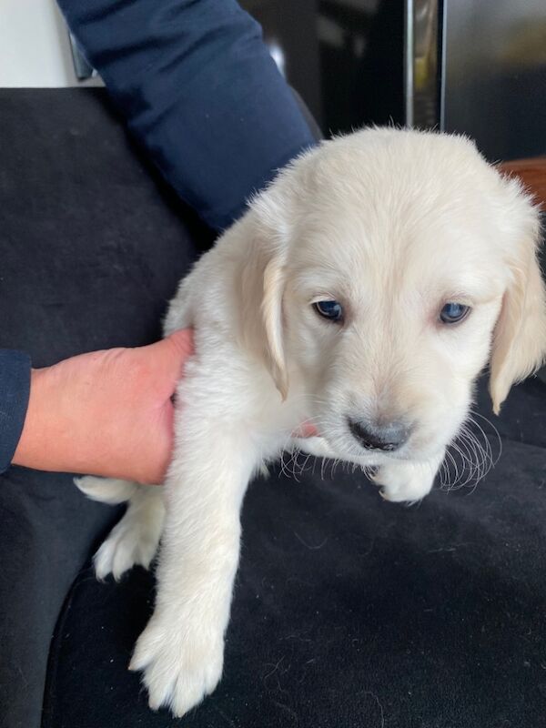 Golden Retriever puppies for sale in Kempston, Bedfordshire – KC registered, 9 months old - Image 10 of 15