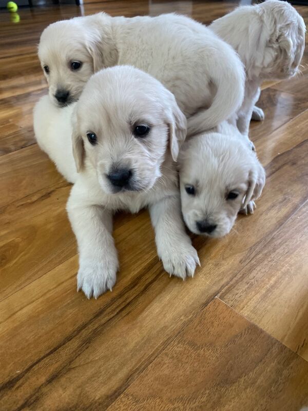 Golden retriever puppies,4girls and two boys for sale in Kempston, Bedfordshire - Image 11