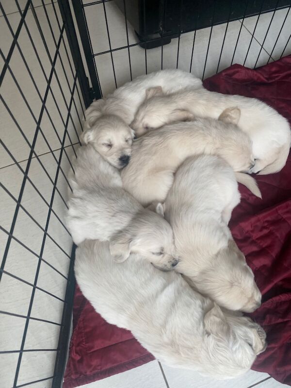 Golden Retriever puppies for sale in Kempston, Bedfordshire – KC registered, 9 months old - Image 12 of 15