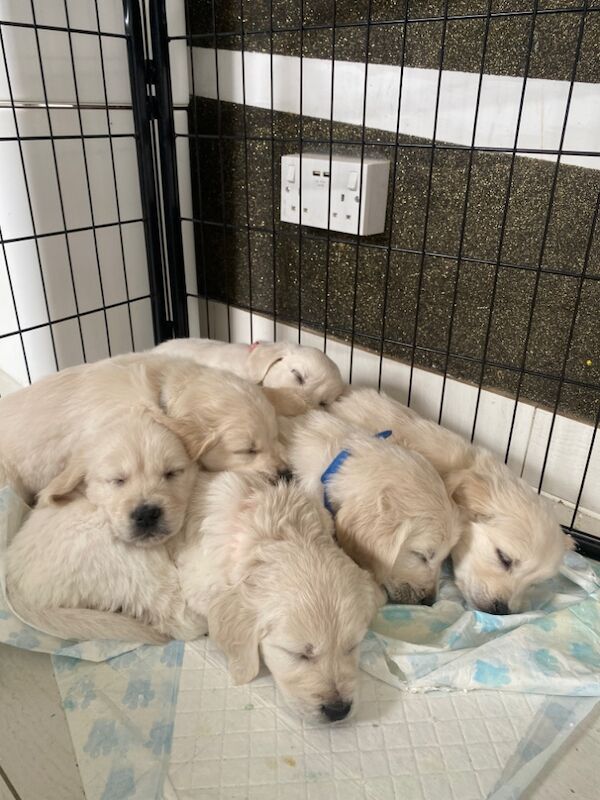 Golden retriever puppies,4girls and two boys for sale in Kempston, Bedfordshire - Image 13