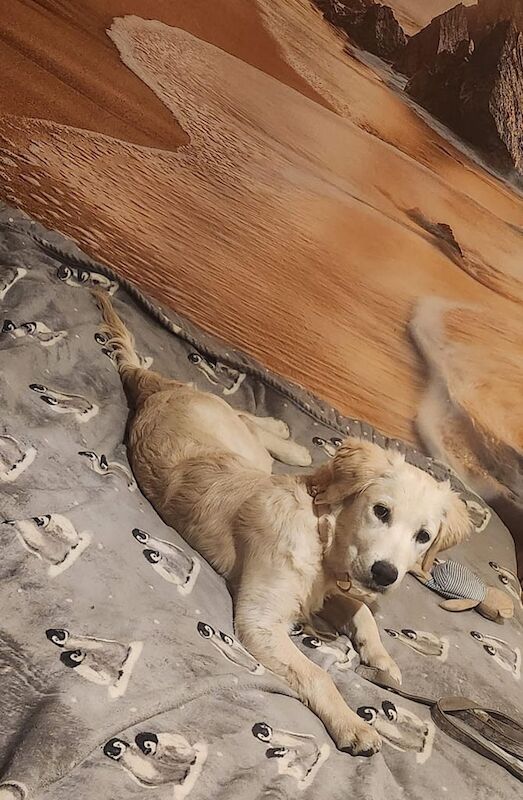 Golden retriever puppy 4 months old for sale in Greenock, Renfrewshire