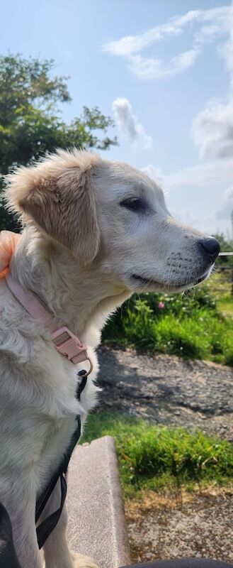 Golden Retriever puppies for sale in Greenock, Renfrewshire – 4 months old - Image 2 of 3