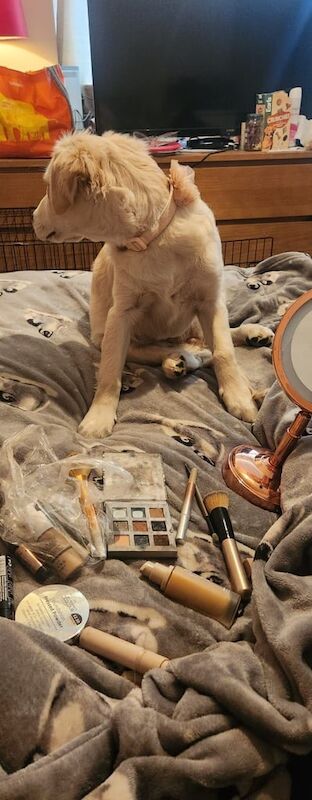 Golden Retriever puppies for sale in Greenock, Renfrewshire – 4 months old - Image 3 of 3