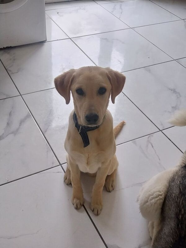 Golden Retriever puppies for sale in Ballynahinch, County Down – 10 months old - Image 1 of 2