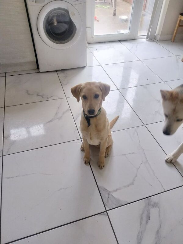 Golden retriever puppy for sale in Ballynahinch, County Down - Image 2