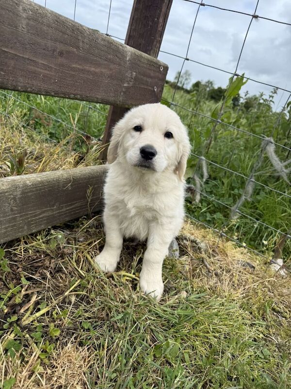 Golden Retriever Puppy for sale in Moira, County Down