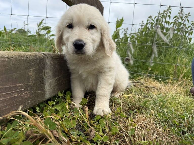 Golden Retriever puppies for sale in Moira, County Down – 8 months old - Image 2 of 3