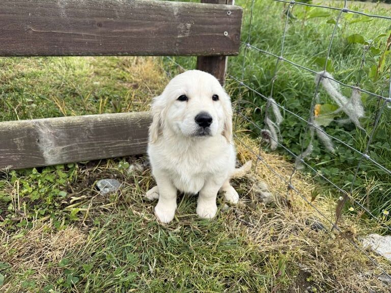 Golden Retriever puppies for sale in Moira, County Down – 8 months old - Image 3 of 3