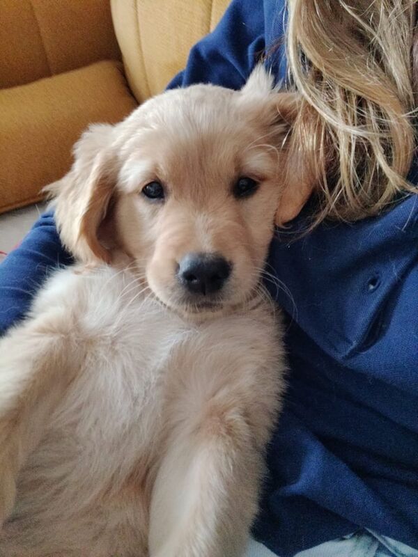 Golden Retriever puppy for sale in Meadows, Nottinghamshire