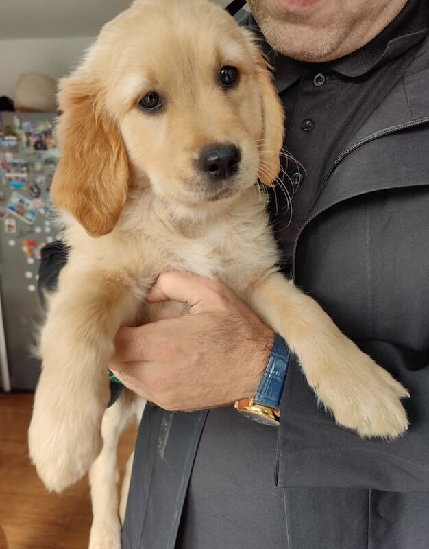 Golden Retriever puppies for sale in Meadows, Nottinghamshire – 8 months old - Image 2 of 3