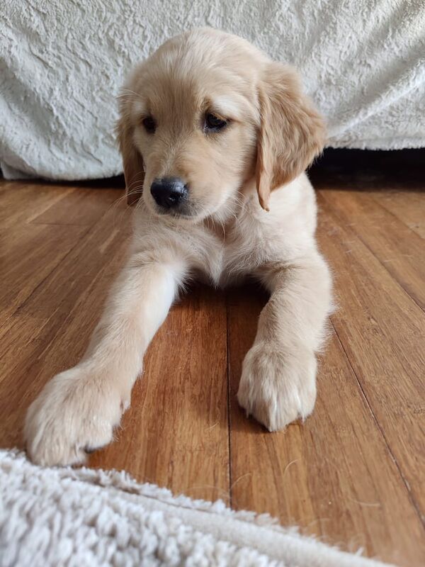 Golden Retriever puppies for sale in Meadows, Nottinghamshire – 8 months old - Image 3 of 3