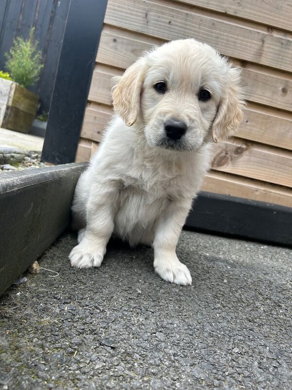 Golden Retriever puppies for sale in Londonderry, County Londonderry – 9 weeks old - Image 2 of 3