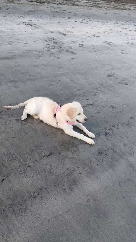 Golden retriever puppy - Image 2 of 2