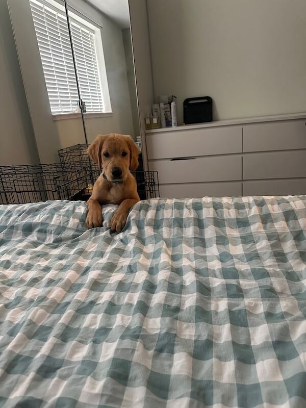 Kennel Club Registered Golden Retriever Puppies For Sale