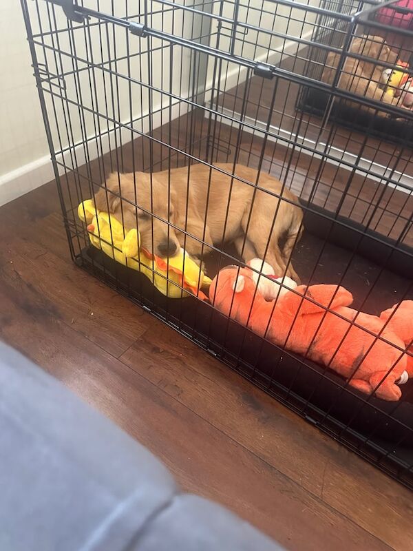 Golden Retriever puppies for sale in Aberdeen, City of Aberdeen – KC registered, 3 months old - Image 2 of 4
