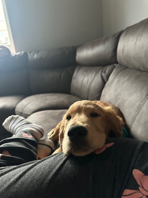 Golden Retriever puppies for sale in Aberdeen, City of Aberdeen – KC registered, 3 months old - Image 3 of 4