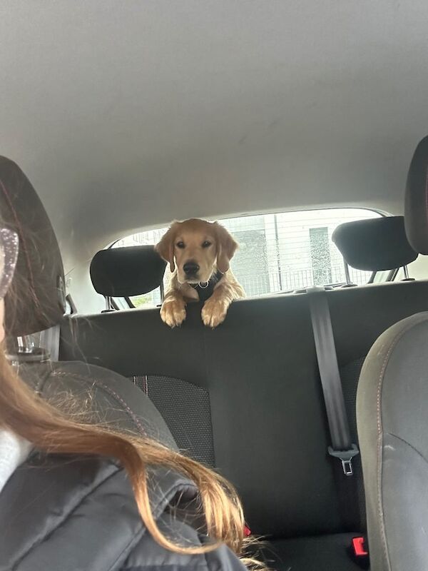 Golden Retriever puppies for sale in Aberdeen, City of Aberdeen – KC registered, 3 months old - Image 4 of 4