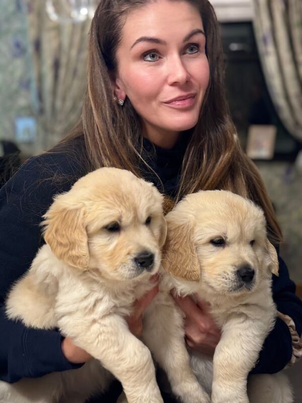 Golden Retriever puppies for sale in Hillsborough, County Down – 6 weeks old