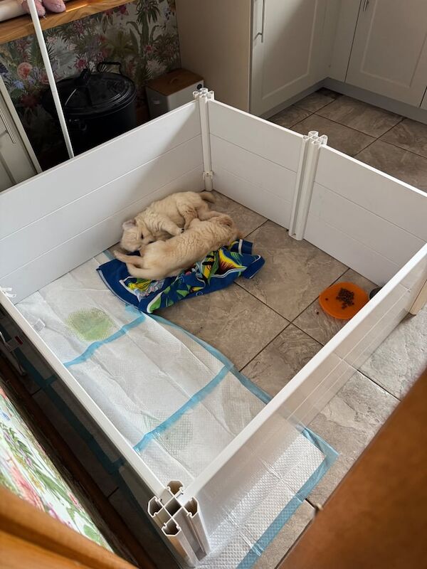 Golden Retriever puppies for sale in Hillsborough, County Down – 6 weeks old - Image 2 of 3