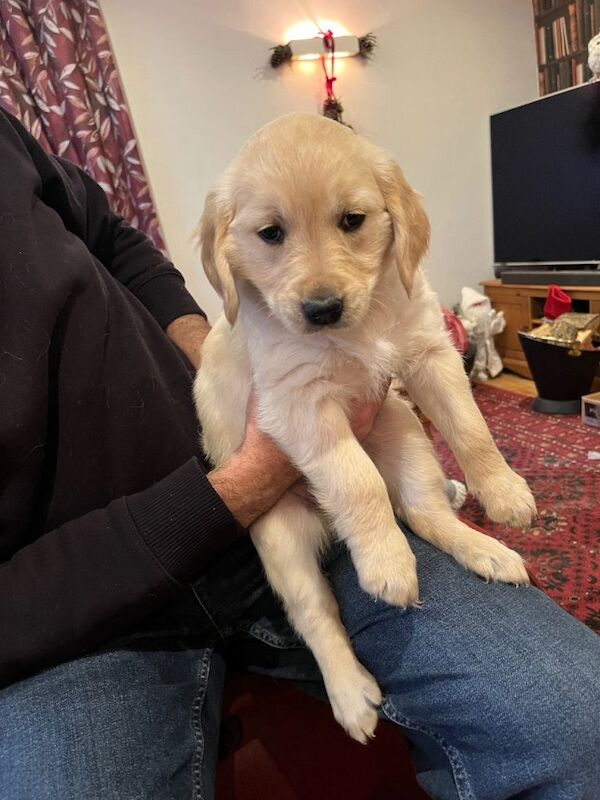 Golden Retriever puppies for sale in Horsham, West Sussex – 8 weeks old