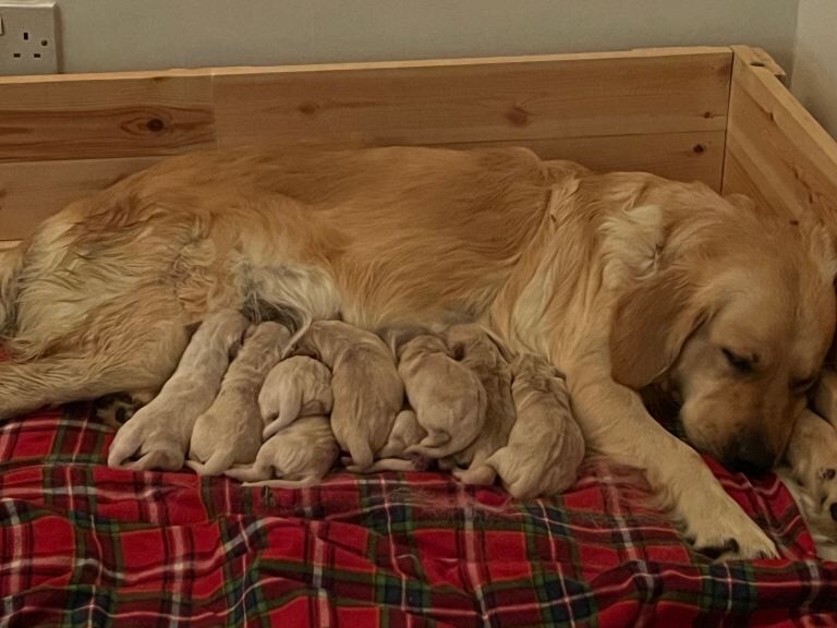 Golden Retriever puppies for sale in Horsham, West Sussex – 10 weeks old - Image 2 of 2