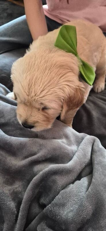Golden retriever puppy - Image 2 of 6