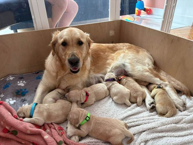 Golden retriever puppy - Image 3 of 6
