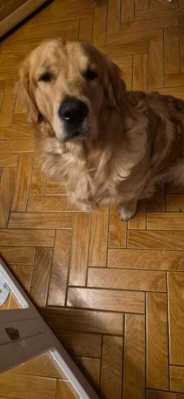 Golden retriever puppy - Image 4 of 6