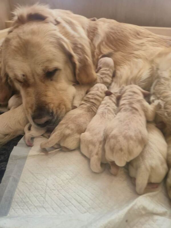 Golden retriever puppy - Image 5 of 6