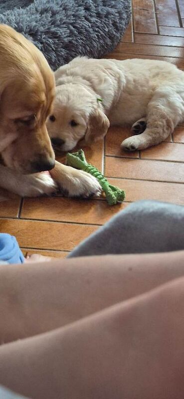 Golden retriever puppy - Image 6 of 6