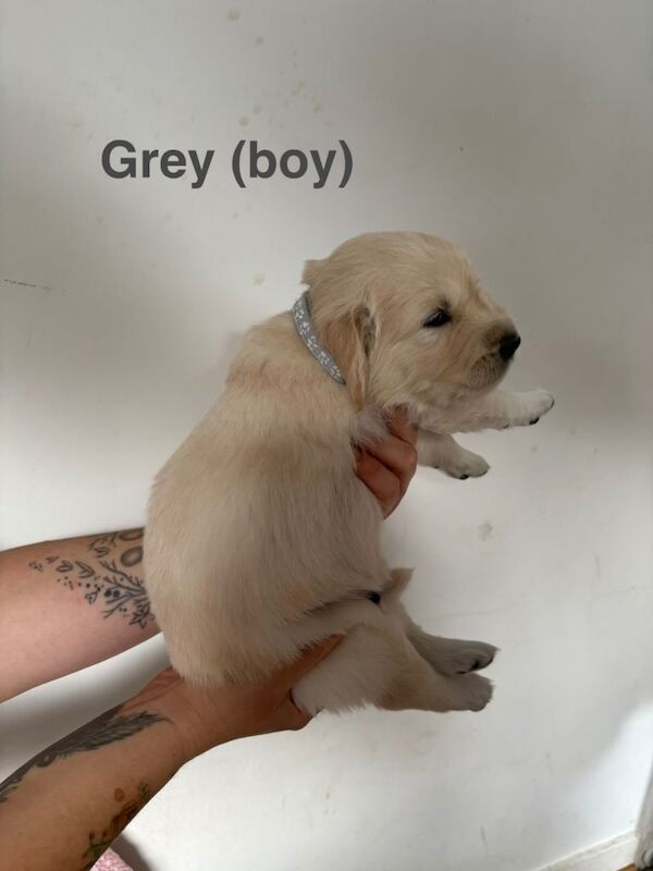 Golden Retriever puppy