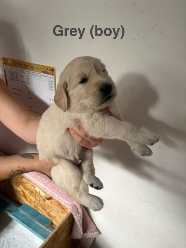 Golden Retriever puppy - Image 2 of 4
