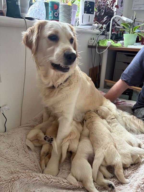 Golden Retriever puppy - Image 3 of 4