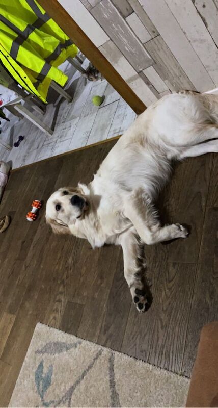 Golden Retriever puppy - Image 4 of 4