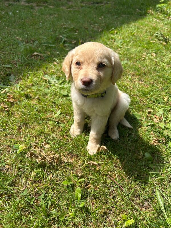 Golden Retriever Puppy for sale in Crawley, West Sussex