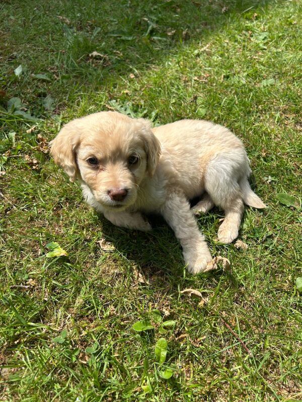 Golden Retriever Puppy for sale in Crawley, West Sussex | Image 2