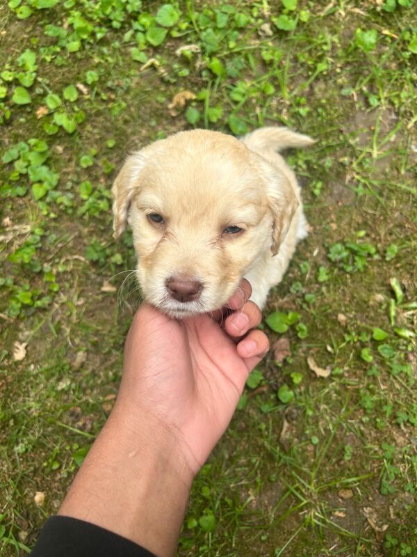 Golden Retriever Puppy for sale in Crawley, West Sussex | Image 3