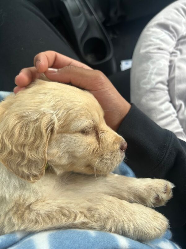 Golden Retriever Puppy for sale in Crawley, West Sussex | Image 4