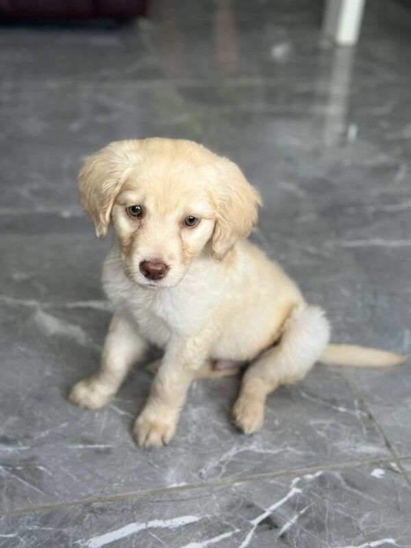 Golden Retriever puppies for sale in Crawley, West Sussex – 3 months old
