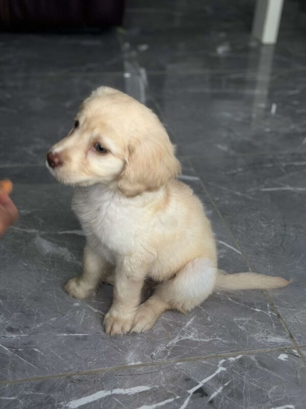 Golden Retriever puppies for sale in Crawley, West Sussex – 9 months old - Image 2 of 4