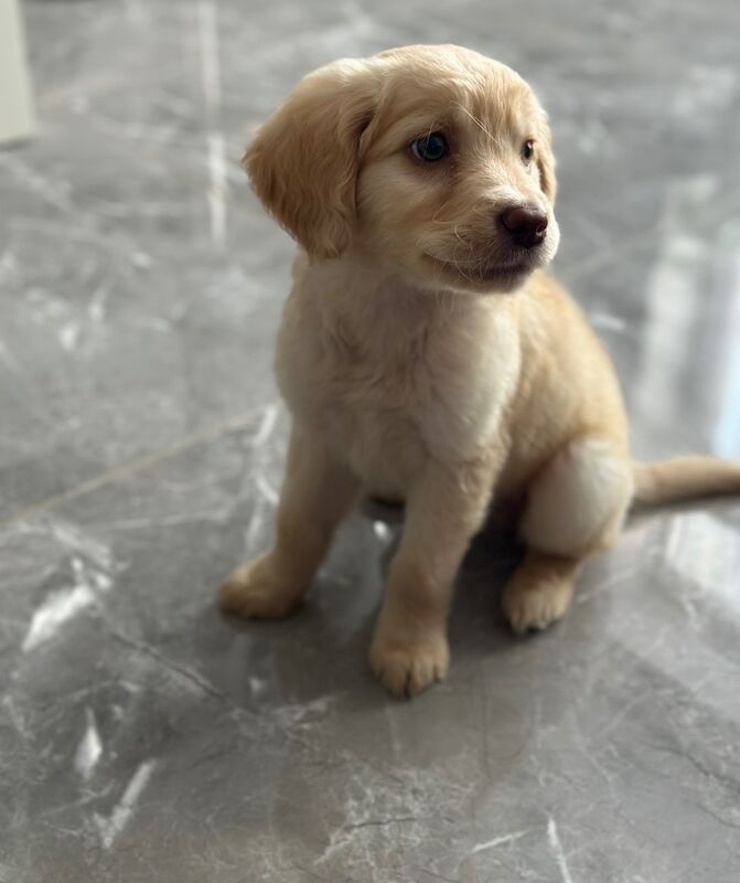 Golden retriever puppy for sale in Crawley, West Sussex