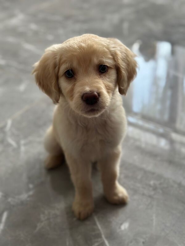 Golden retriever puppy for sale in Crawley, West Sussex | Image 2