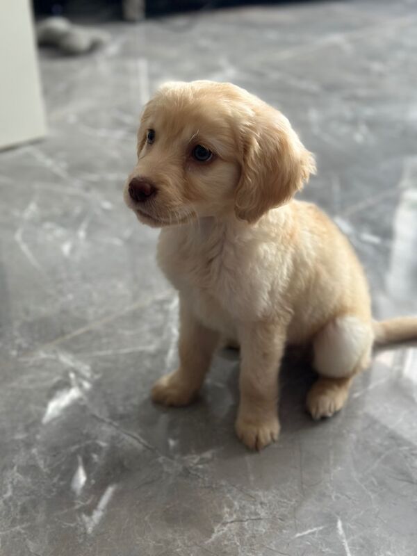 Golden Retriever puppies for sale in Crawley, West Sussex – 3 months old - Image 3 of 7