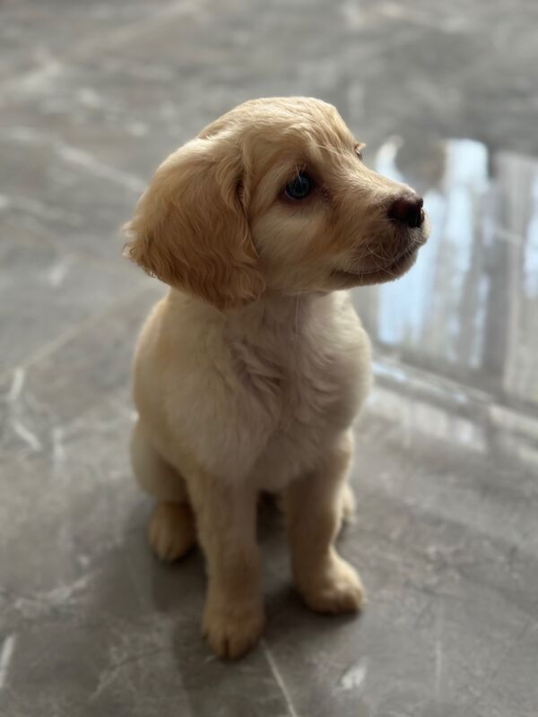Golden retriever puppy for sale in Crawley, West Sussex | Image 4